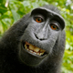 Illustration for article titled Monkey Loses Copyright Bid